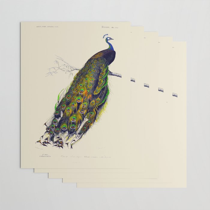 Vintage Peacock Wrapping Paper Gallery Image 3