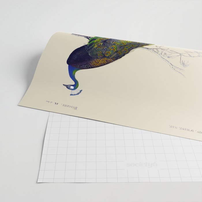 Vintage Peacock Wrapping Paper Gallery Image 2