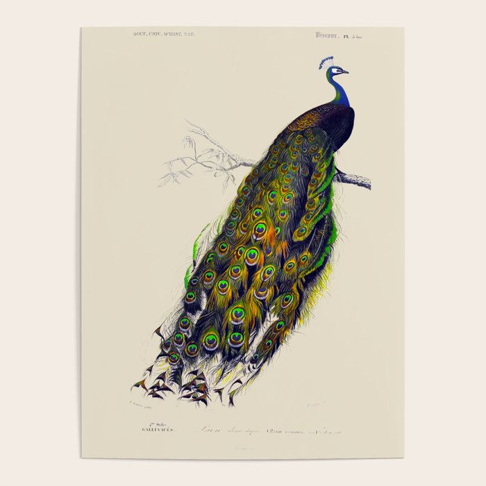 Vintage Peacock Poster Gallery Image 4