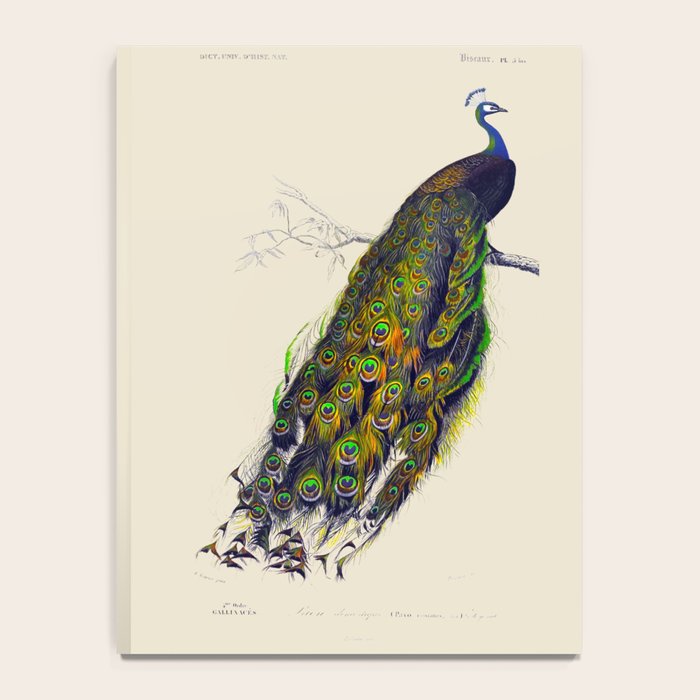 Vintage Peacock Notebook Gallery Image 4