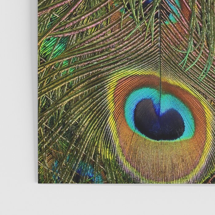 	peacock feathers Poster Gallery Image 3