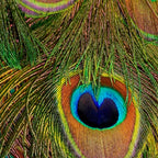 	peacock feathers Coffee Mug Gallery Image 2