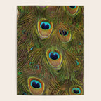 	peacock feathers Poster Gallery Image 4