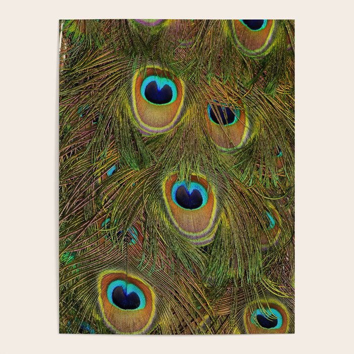 	peacock feathers Poster Gallery Image 4