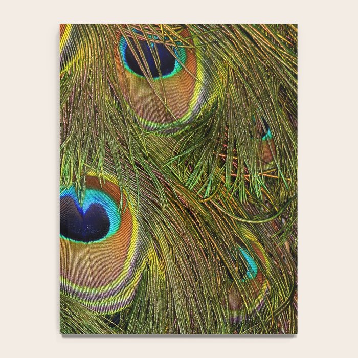 	peacock feathers Notebook Gallery Image 4