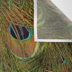 	peacock feathers Wall Tapestry Gallery Image 3