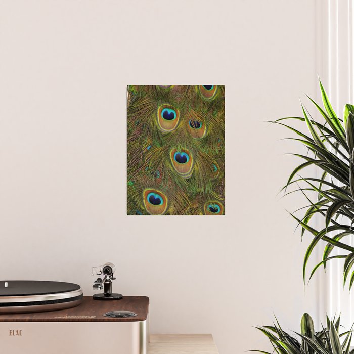 	peacock feathers Poster Gallery Image 2