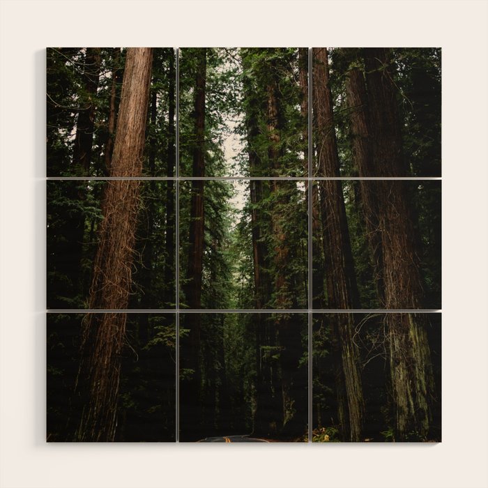 The Road to Wisdom - Nature Photography Wood Wall Art Gallery Image 1