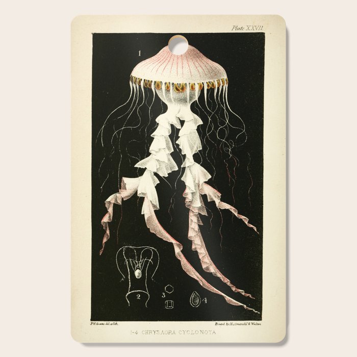 Medusa from "A Naturalist's Rambles on the Devonshire Coast" by Philip Henry Gosse, 1853 (benefitting The Nature Conservancy) Cutting Board Gallery Image 1