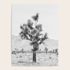 Twisted Joshua Tree - Black and White Photography Poster Gallery Image 4