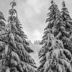 Forest Winter Window - 45/365 Nature Photography Coffee Mug Gallery Image 2