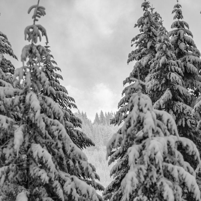 Forest Winter Window - 45/365 Nature Photography Coffee Mug Gallery Image 2