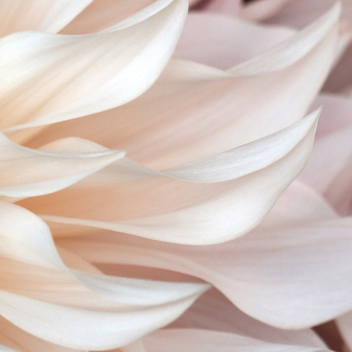 Cafe Au Lait #3 - Modern Floral Photograph Coffee Mug Gallery Image 2