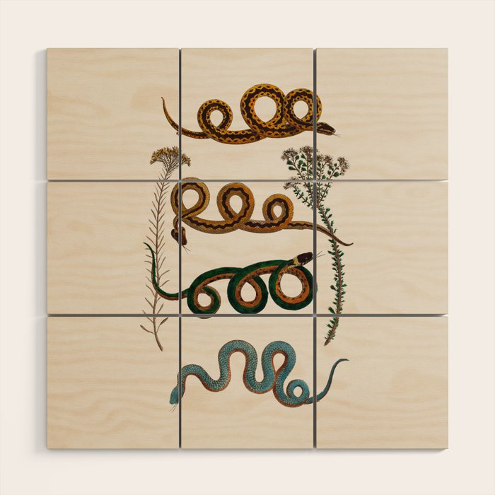 Albertus Seba Baby Breath Snakes  Wood Wall Art Gallery Image 1