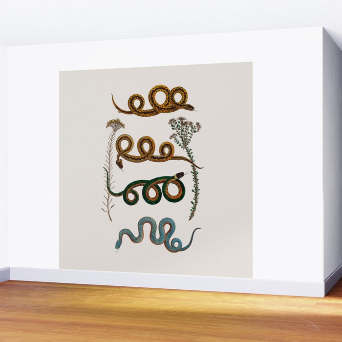 Albertus Seba Baby Breath Snakes  Wall Mural Gallery Image 2