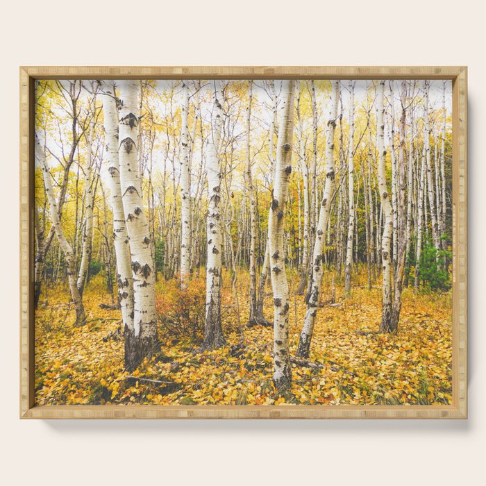 Autumn Birch Forest Serving Tray Gallery Image 1