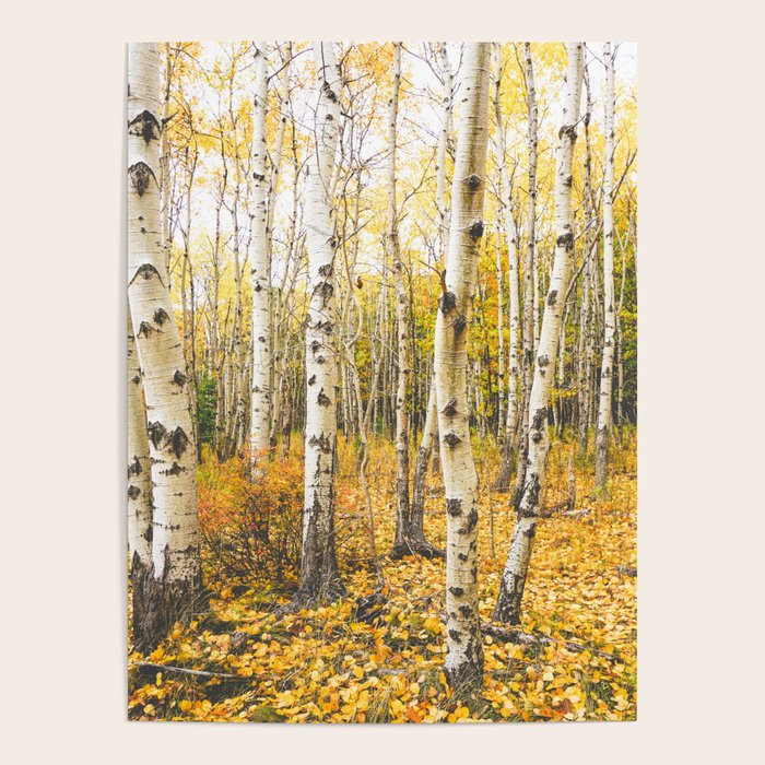 Autumn Birch Forest Poster Gallery Image 1