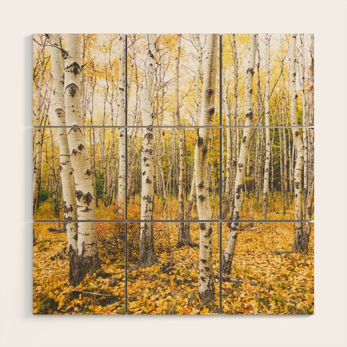 Autumn Birch Forest Wood Wall Art Gallery Image 1