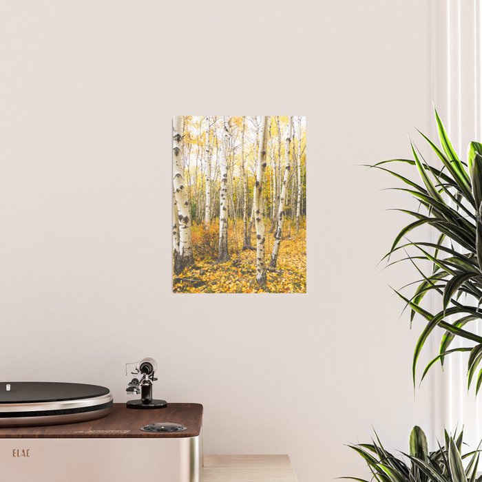 Autumn Birch Forest Poster Gallery Image 2