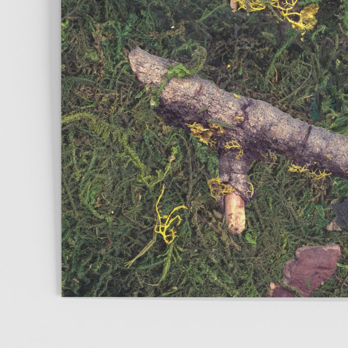 Forest Floor Poster Gallery Image 3