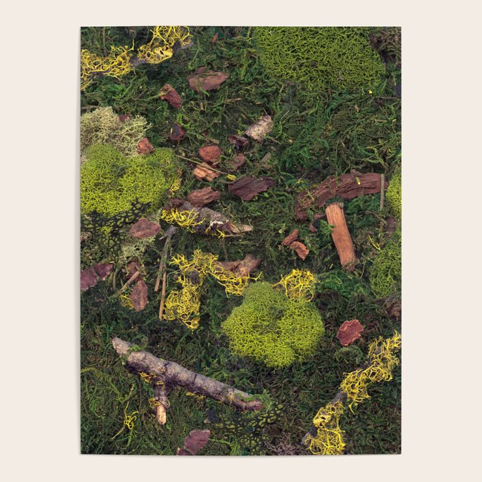Forest Floor Poster Gallery Image 4