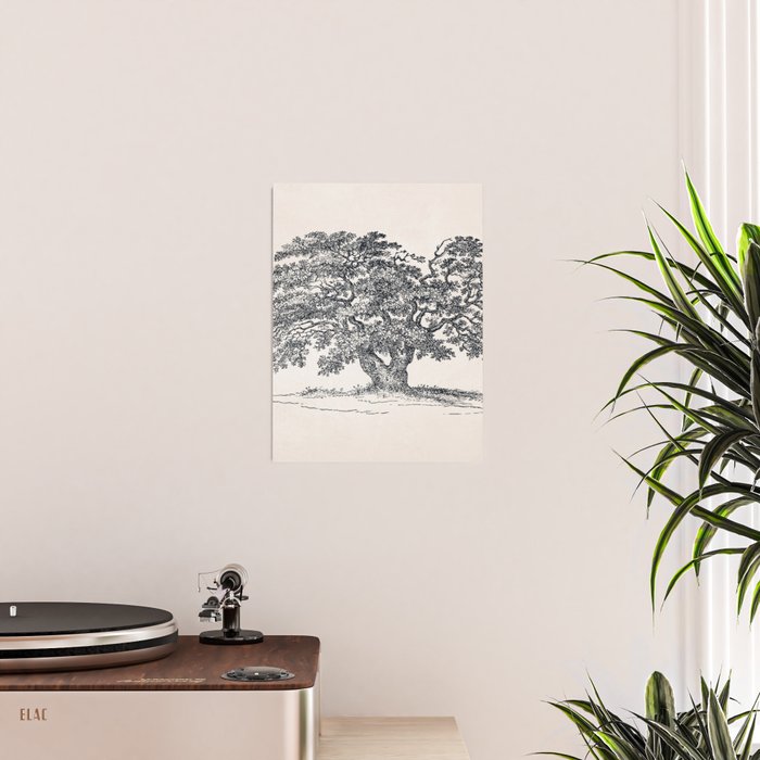 Wide Oak Tree Sketch Poster Gallery Image 2