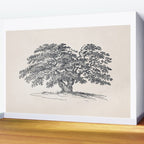 Wide Oak Tree Sketch Wall Mural Gallery Image 2