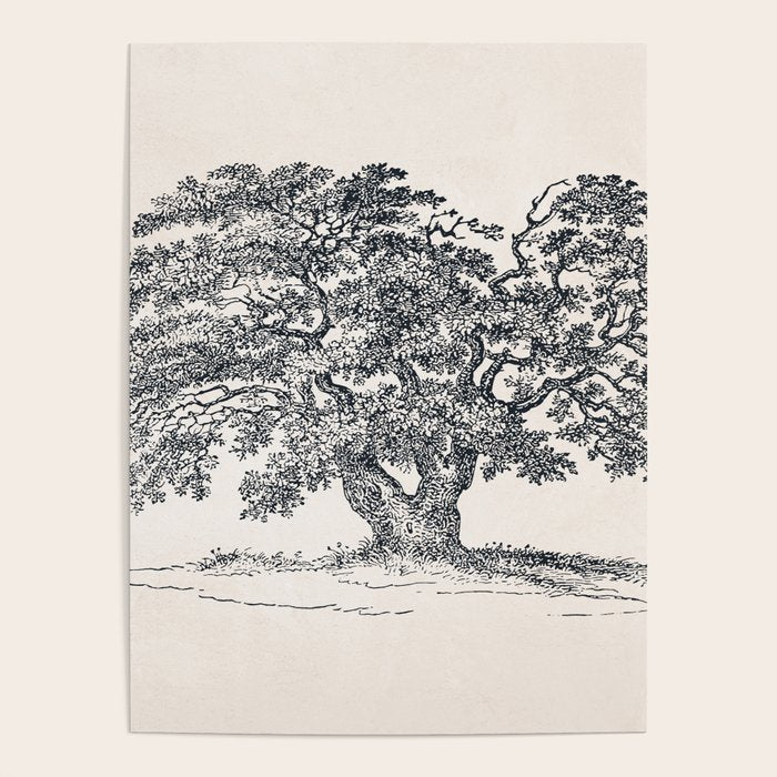 Wide Oak Tree Sketch Poster Gallery Image 1