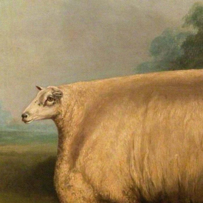 Comically large sheep - Vintage Dutch painting Coffee Mug Gallery Image 2