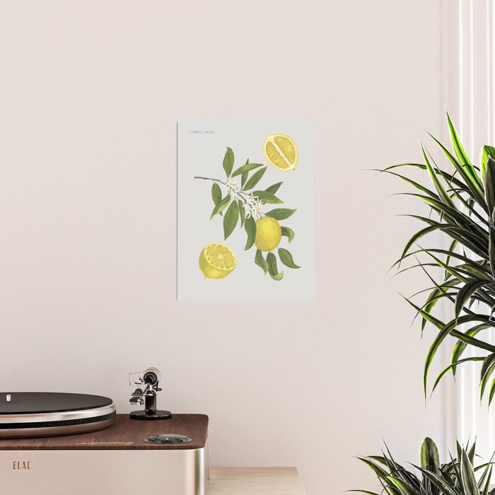 Lemon Tree Poster Gallery Image 2