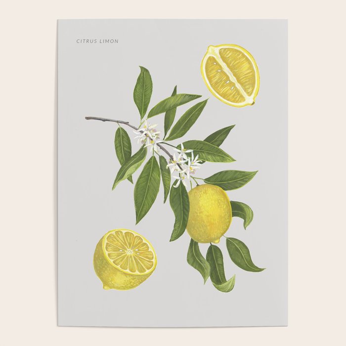 Lemon Tree Poster Gallery Image 1
