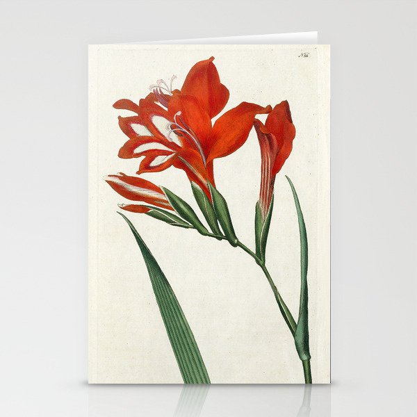 Gladiolus by Sydenham Teast Edwards, 1790 (benefitting The Nature Conservancy) Stationery Card Gallery Image 2
