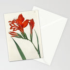 Gladiolus by Sydenham Teast Edwards, 1790 (benefitting The Nature Conservancy) Stationery Card Gallery Image 2