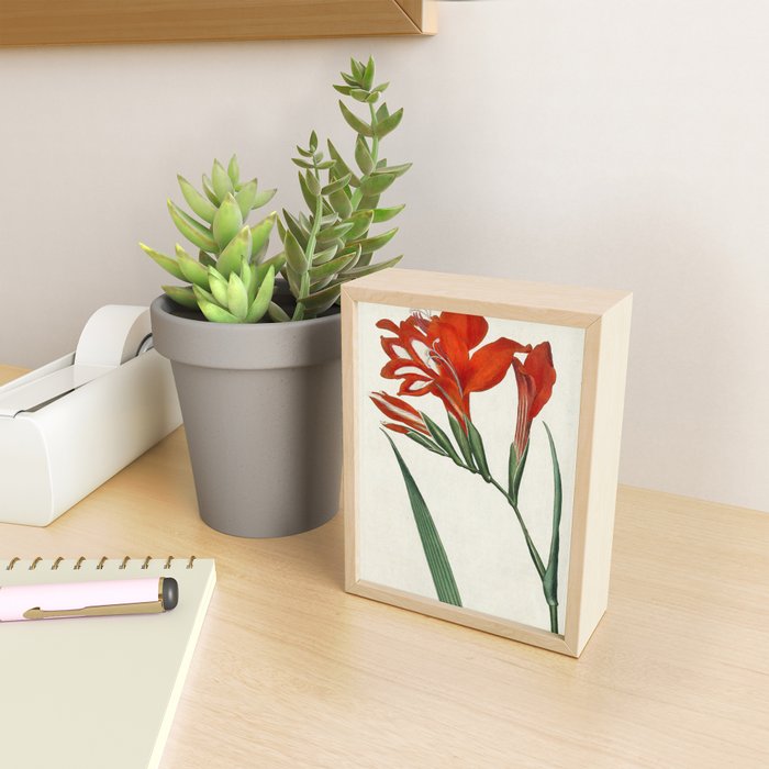 Gladiolus by Sydenham Teast Edwards, 1790 (benefitting The Nature Conservancy) Mini Art Print Gallery Image 2