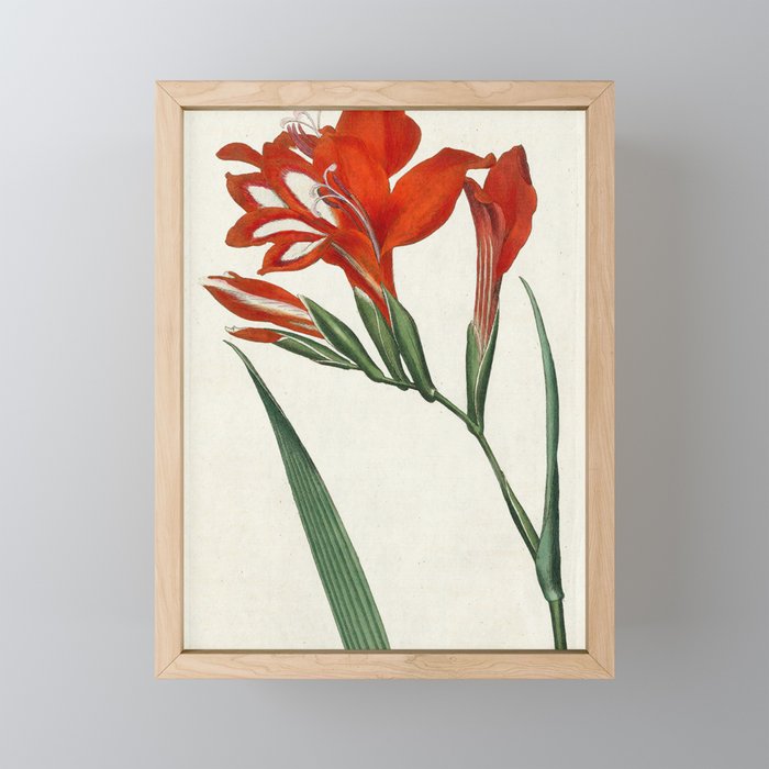 Gladiolus by Sydenham Teast Edwards, 1790 (benefitting The Nature Conservancy) Mini Art Print Gallery Image 1