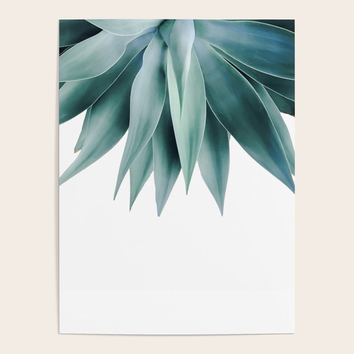 Agave fringe Poster Gallery Image 4