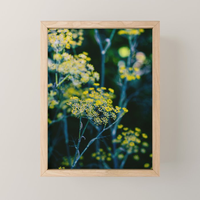 Dill Flower Mini Art Print Gallery Image 1