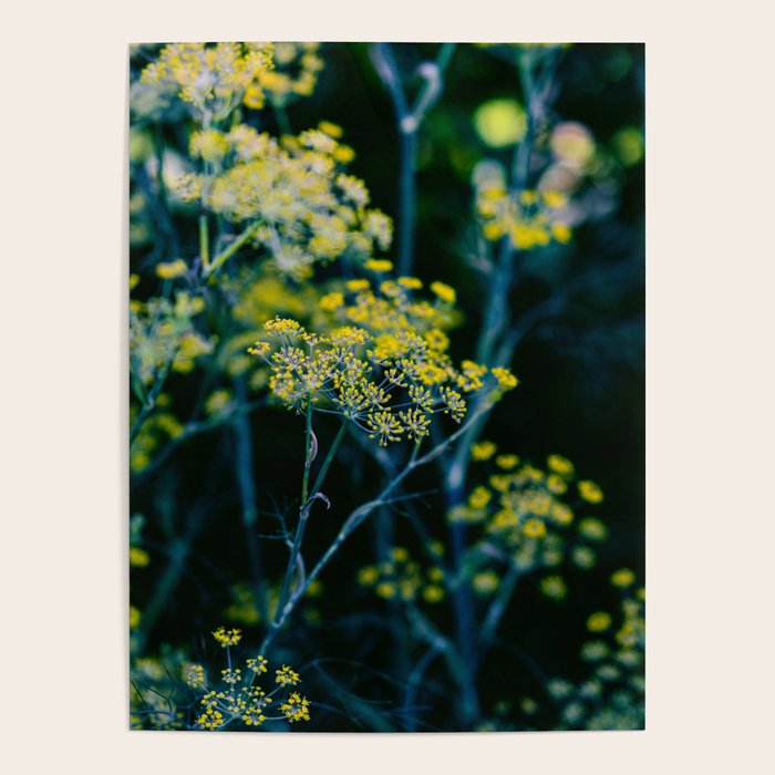 Dill Flower Poster Gallery Image 1