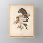 Bird Divinations: Merlin (about: almanacofbirds.org) Mini Art Print Gallery Image 1