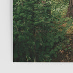 Forest Trail II Poster Gallery Image 3