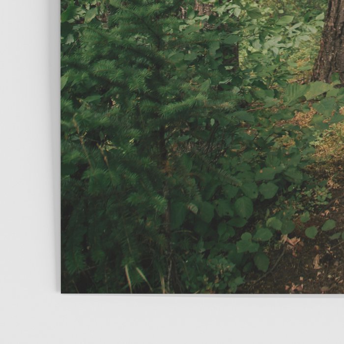 Forest Trail II Poster Gallery Image 3