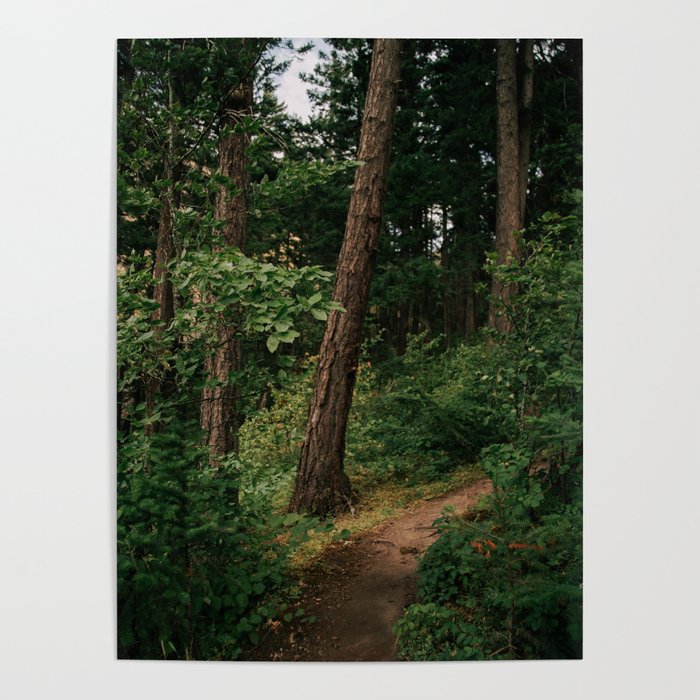 Forest Trail II Poster Gallery Image 4
