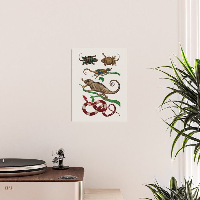 Albertus Seba Iguana And Snakes Poster Gallery Image 2