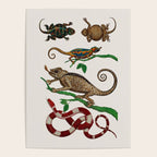 Albertus Seba Iguana And Snakes Poster Gallery Image 4