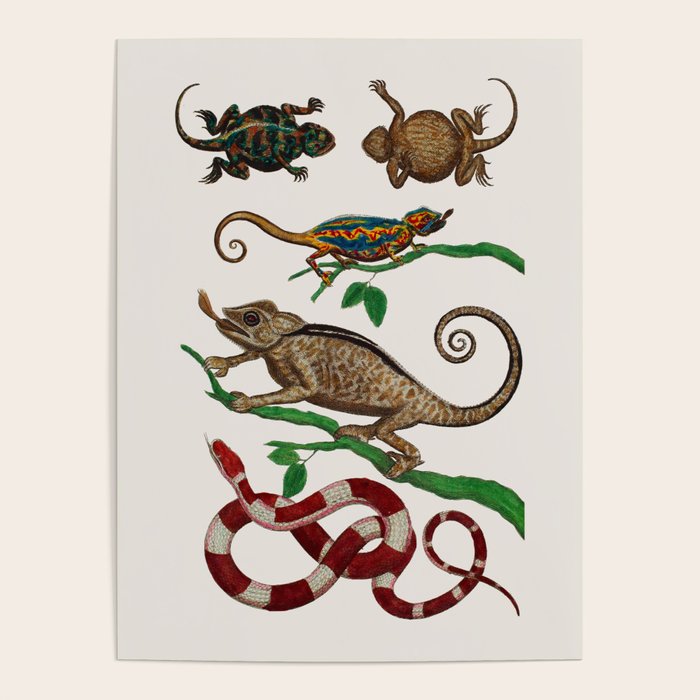 Albertus Seba Iguana And Snakes Poster Gallery Image 4