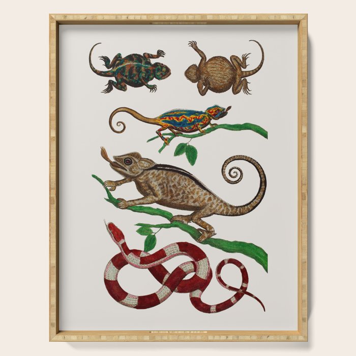 Albertus Seba Iguana And Snakes Serving Tray Gallery Image 1