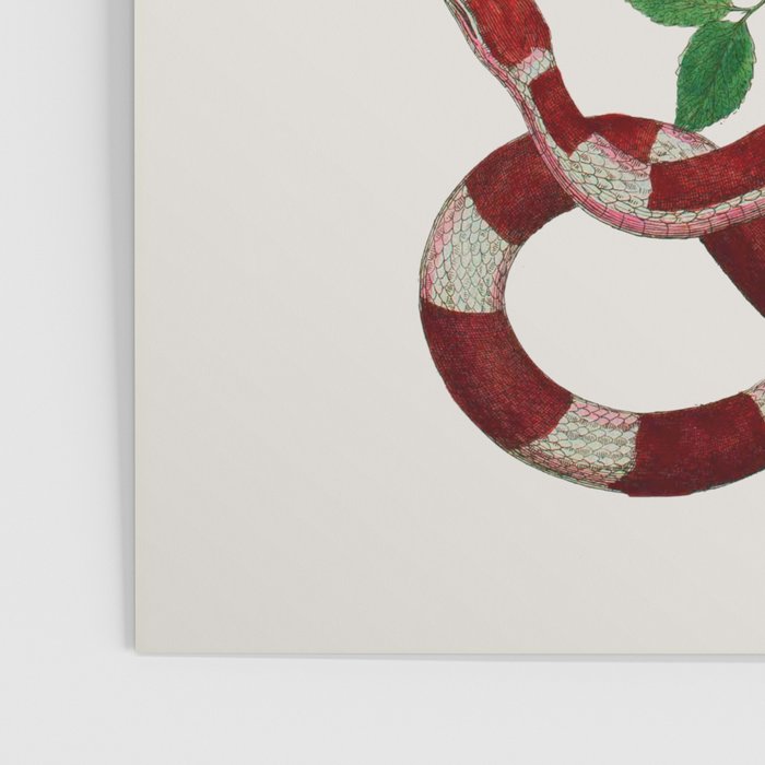 Albertus Seba Iguana And Snakes Poster Gallery Image 3