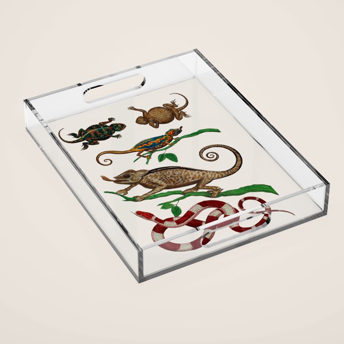 Albertus Seba Iguana And Snakes Acrylic Tray Gallery Image 1