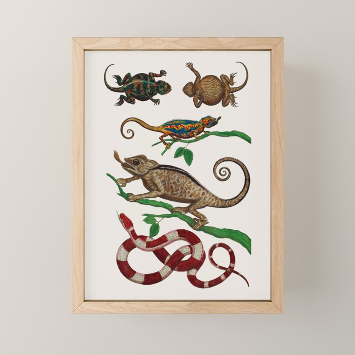 Albertus Seba Iguana And Snakes Mini Art Print Gallery Image 1