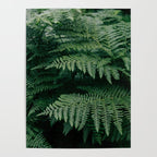 Ferns VII Poster Gallery Image 4